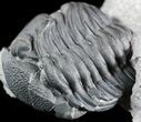 Folded Eldredgeops (Phacops) Trilobite - New York #50300-2